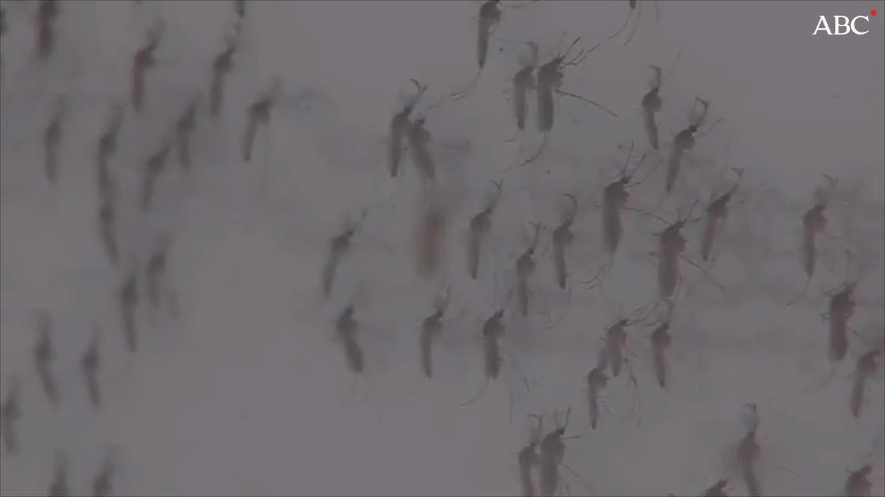 Identifican en España el mosquito asiático, transmisor del virus Nilo