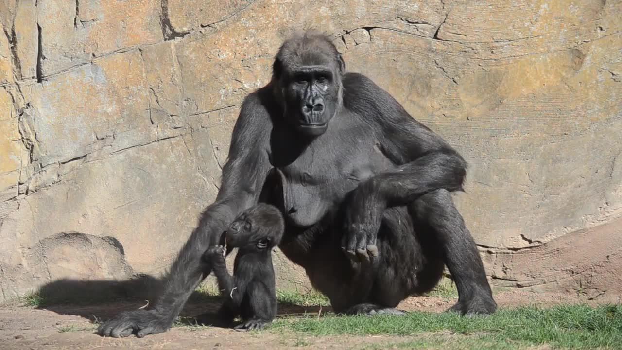 La bebé gorila MBELI cumple 7 meses en BIOPARC Valencia