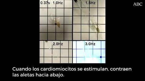 El diminuto robot tiene la apariencia de una raya