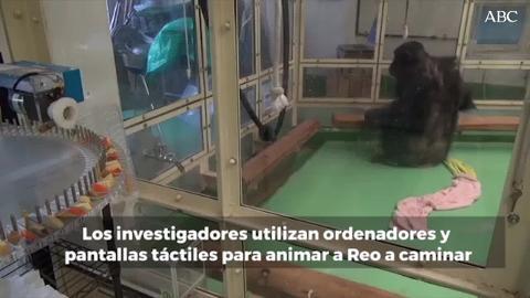 Reo, sentado agarrando las cuerdas después de pasar 14 meses acostado sobre su espalda