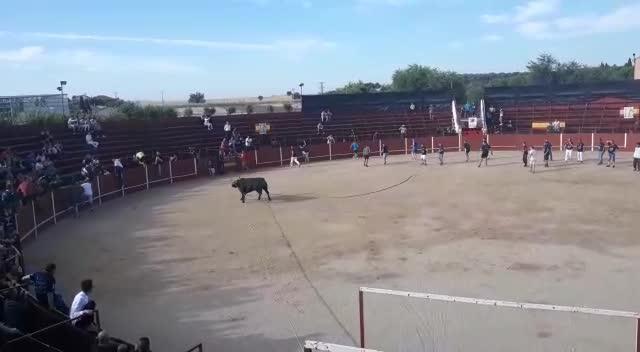 Toro enmaromado de Yuncos