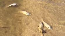Investigan la muerte de cientos de peces en el embalse de Almendra en Zamora