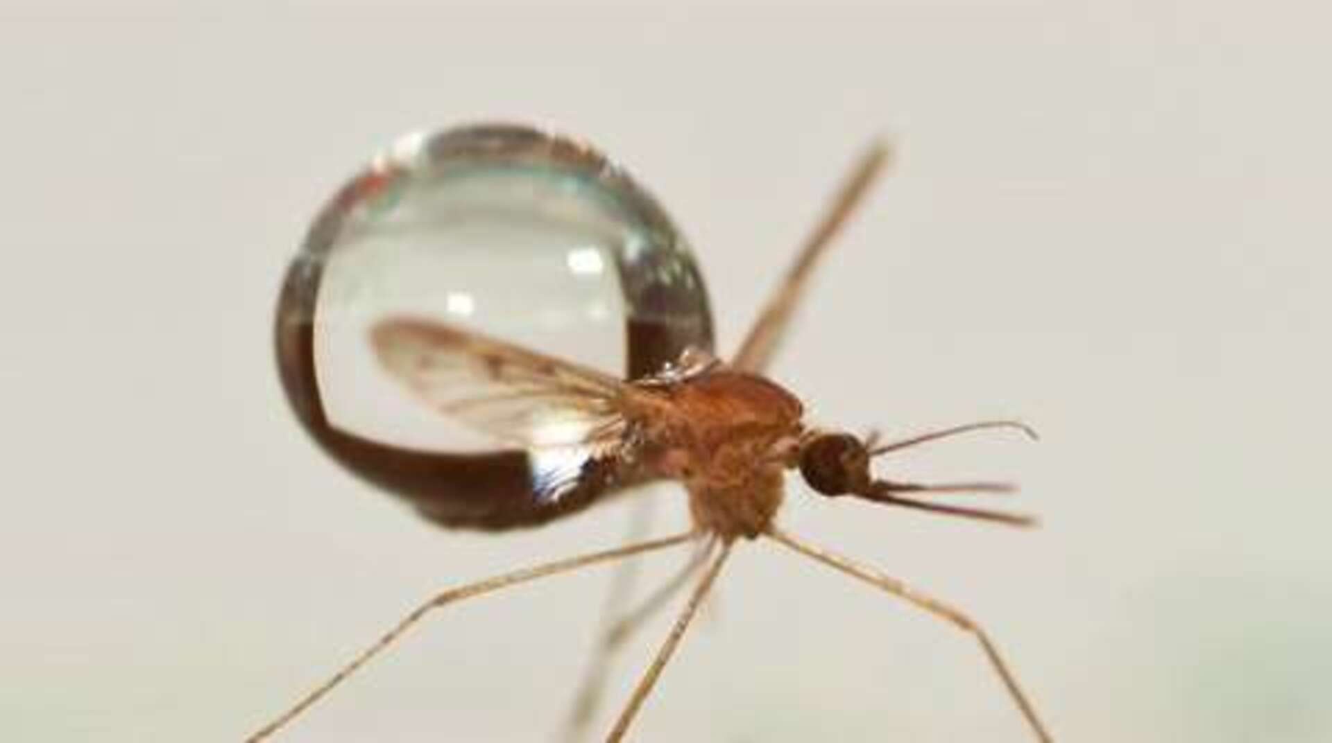 Cómo sobreviven los mosquitos al impacto de las gotas de lluvia en pleno vuelo