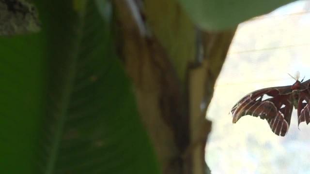 Nacen las mariposas más grandes del mundo en l&#039;Oceanogràfic de Valencia