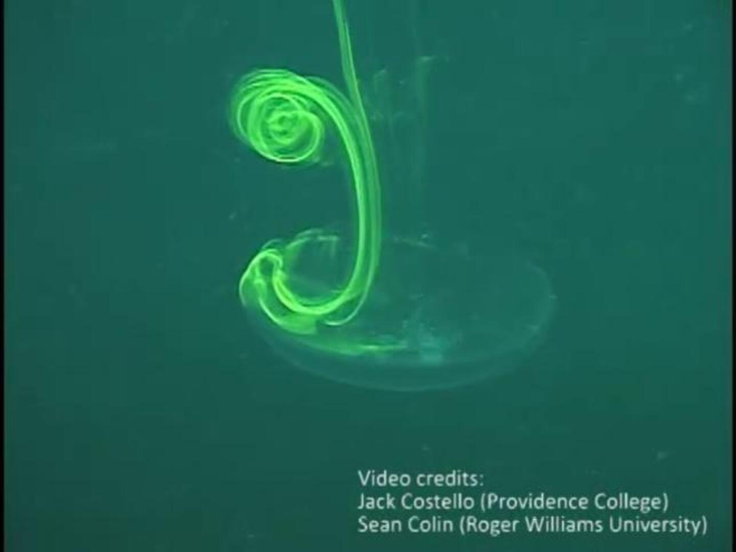 El secreto de la medusa