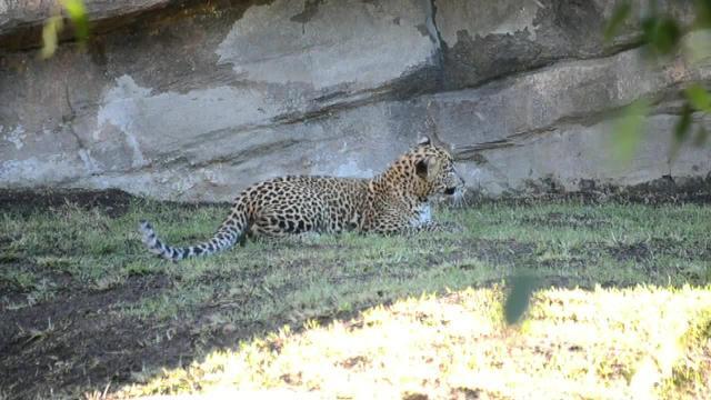 El cachorro de leopardo, Ekon, nacido en julio en Bioparc Valencia