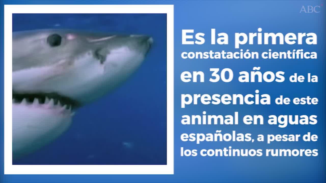 Avistan junto a Cabrera el primer tiburón blanco filmado en España en décadas