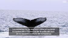 Descubren una ballena entre árboles del Amazonas