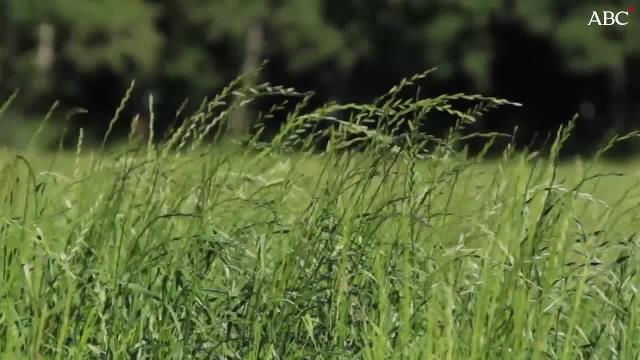 Imagen del sol captada por el SDO «Solar Dynamics Observatory», de la NASA