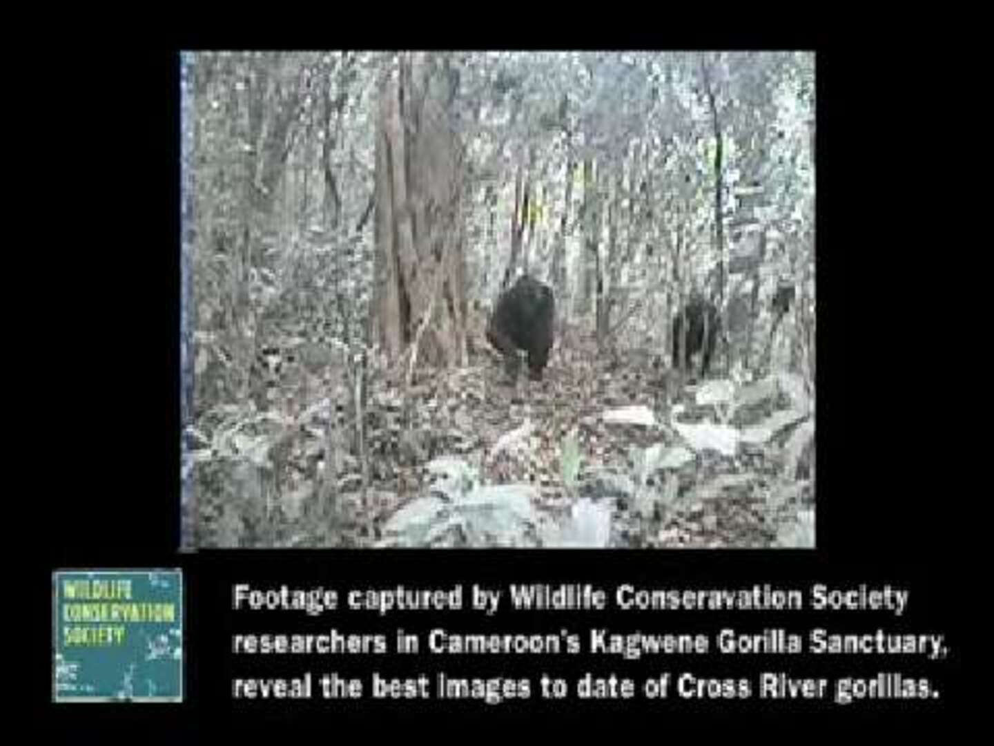 Una cámara graba imágenes únicas del gorila más raro del mundo