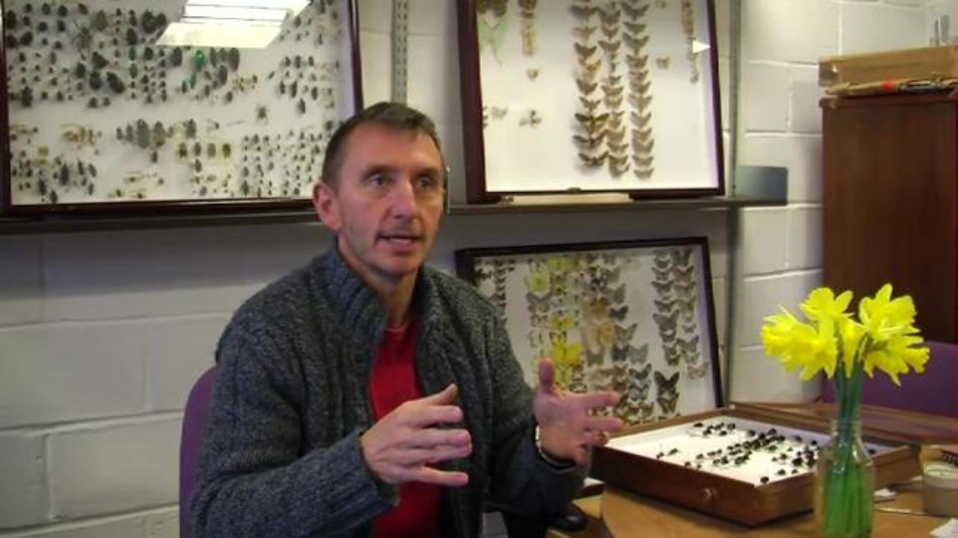 Un pesticida común, culpable de matar a las abejas