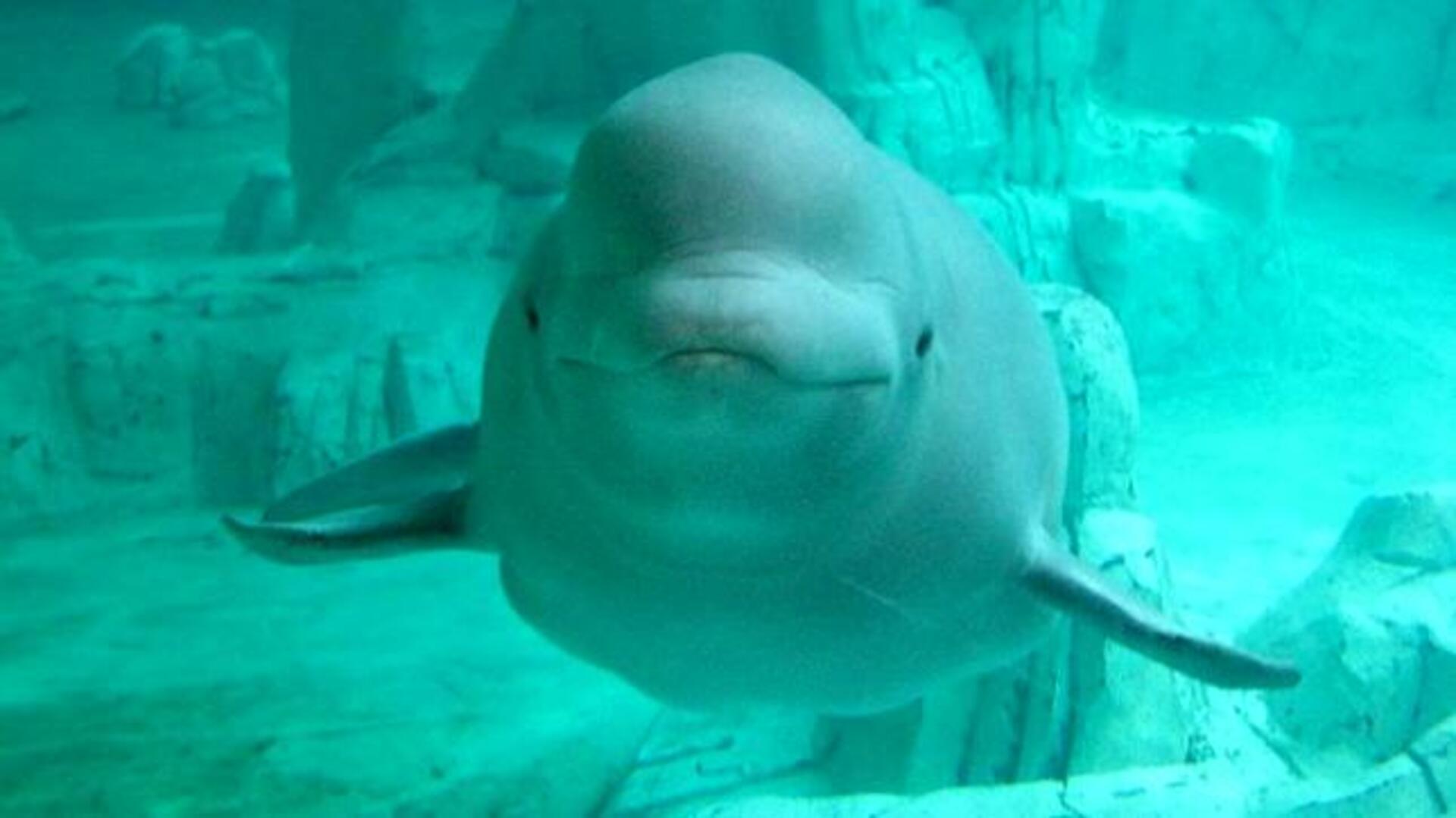 La ballena que aprendió a hablar