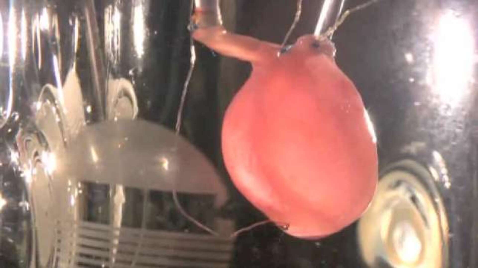 El primer corazón humano de laboratorio, listo para latir a finales de año
