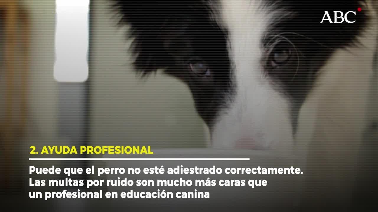 ¿Qué puedo hacer si los ladridos del perro de mi vecino son insoportables?