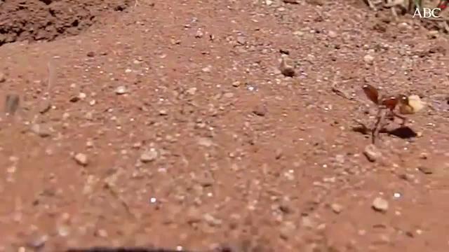 En la imagen: Una hormiga recolectora de las especie Cataglyphis Velox en Sevilla. En el vídeo: Una hormiga camina hacia delante con un pequeño trozo de galleta. Después, otra hormiga arrastra un gran insecto marcha atrás