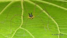 La inquietante «araña» con cabeza de perro encontrada en la selva