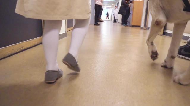 Uno de los perros del Servicio de Intervención Canina de la Comunidad