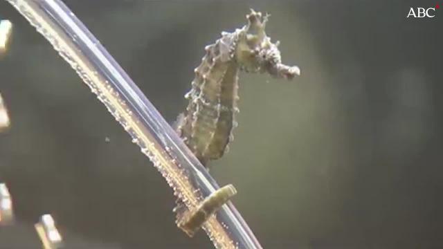 Caballitos de mar cola de tigre (Hippocampus comes)