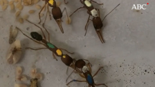 Hormigas: así logran las reinas tener muchos hijos y vivir hasta 30 veces más que las obreras