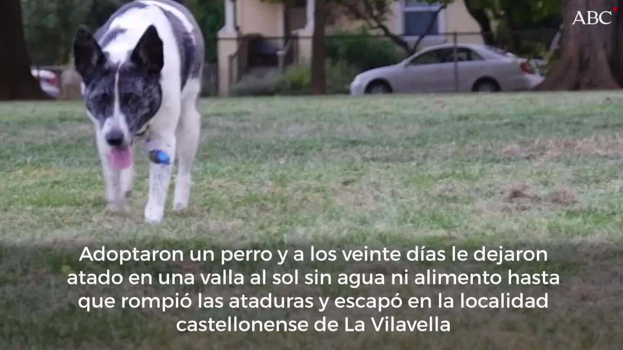 Dejan atado a un perro a una valla sin agua ni comida veinte días después de adoptarlo