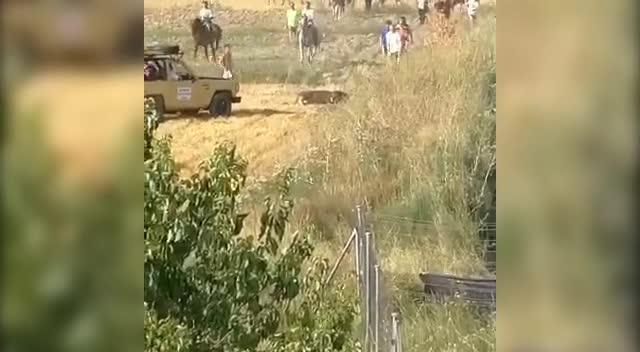 Atropello de un toro en un encierro por el campo en Centenera