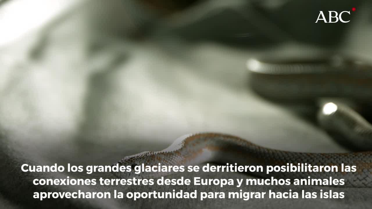 La razón por la que no encontrarás serpientes en Irlanda