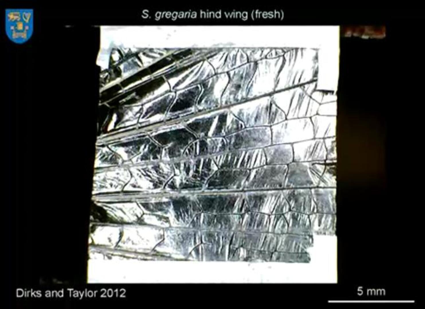 Por qué no se rompen las alas de los insectos