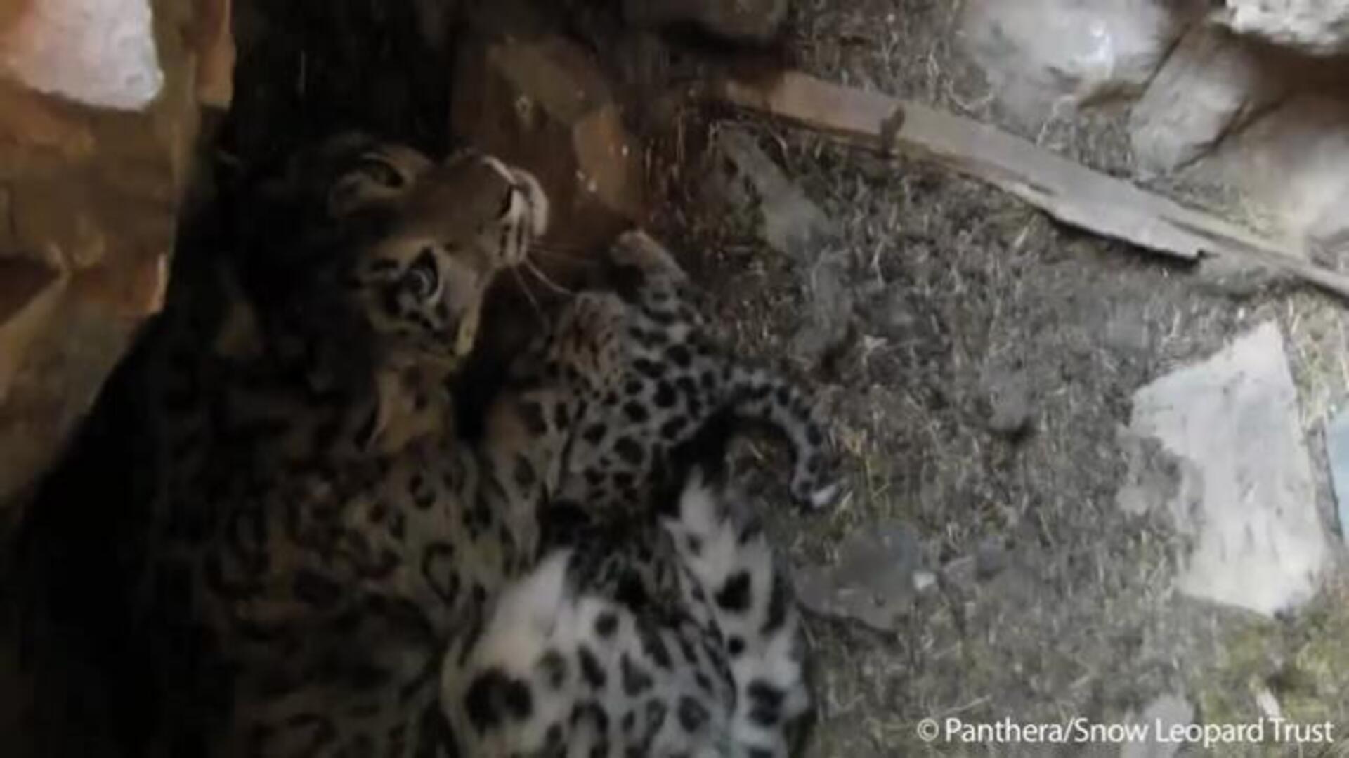 Graban a cachorros salvajes del esquivo leopardo de las nieves por primera vez
