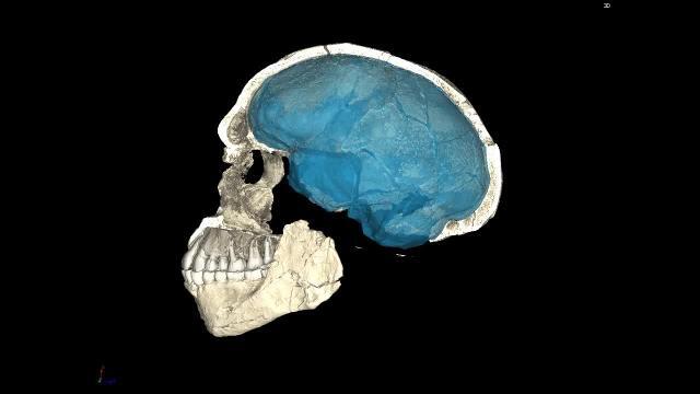 Recontstrucción del cráneo hallado en Jebel Irhoud, en Marruecos