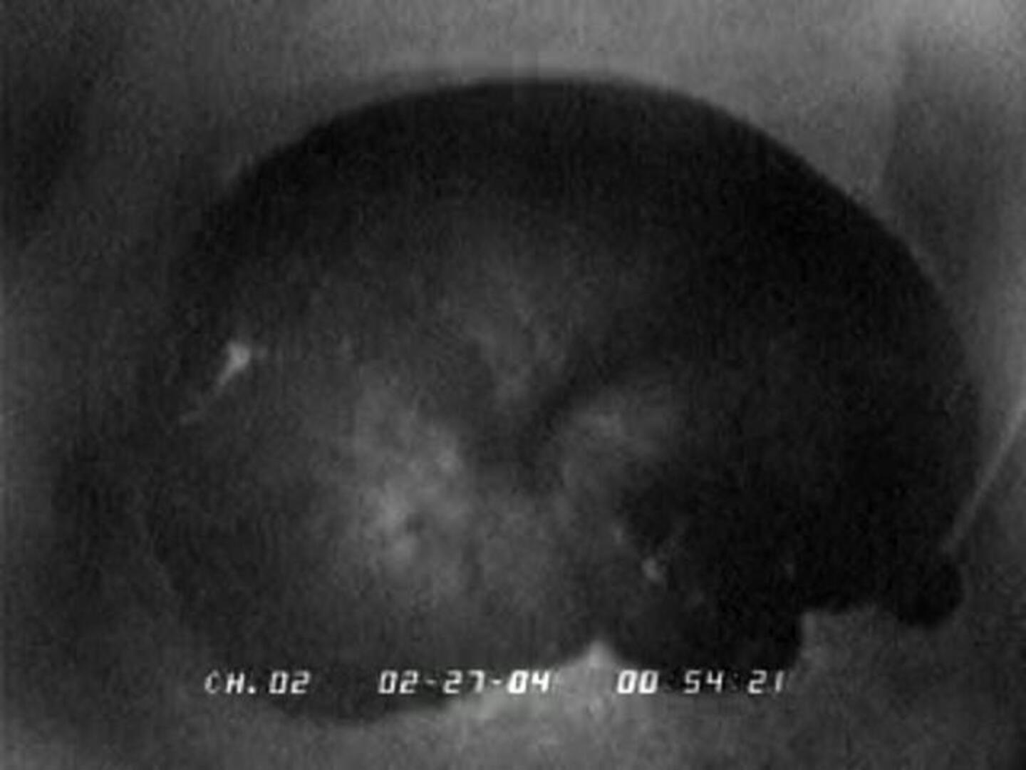 El secreto de la hibernación de los osos