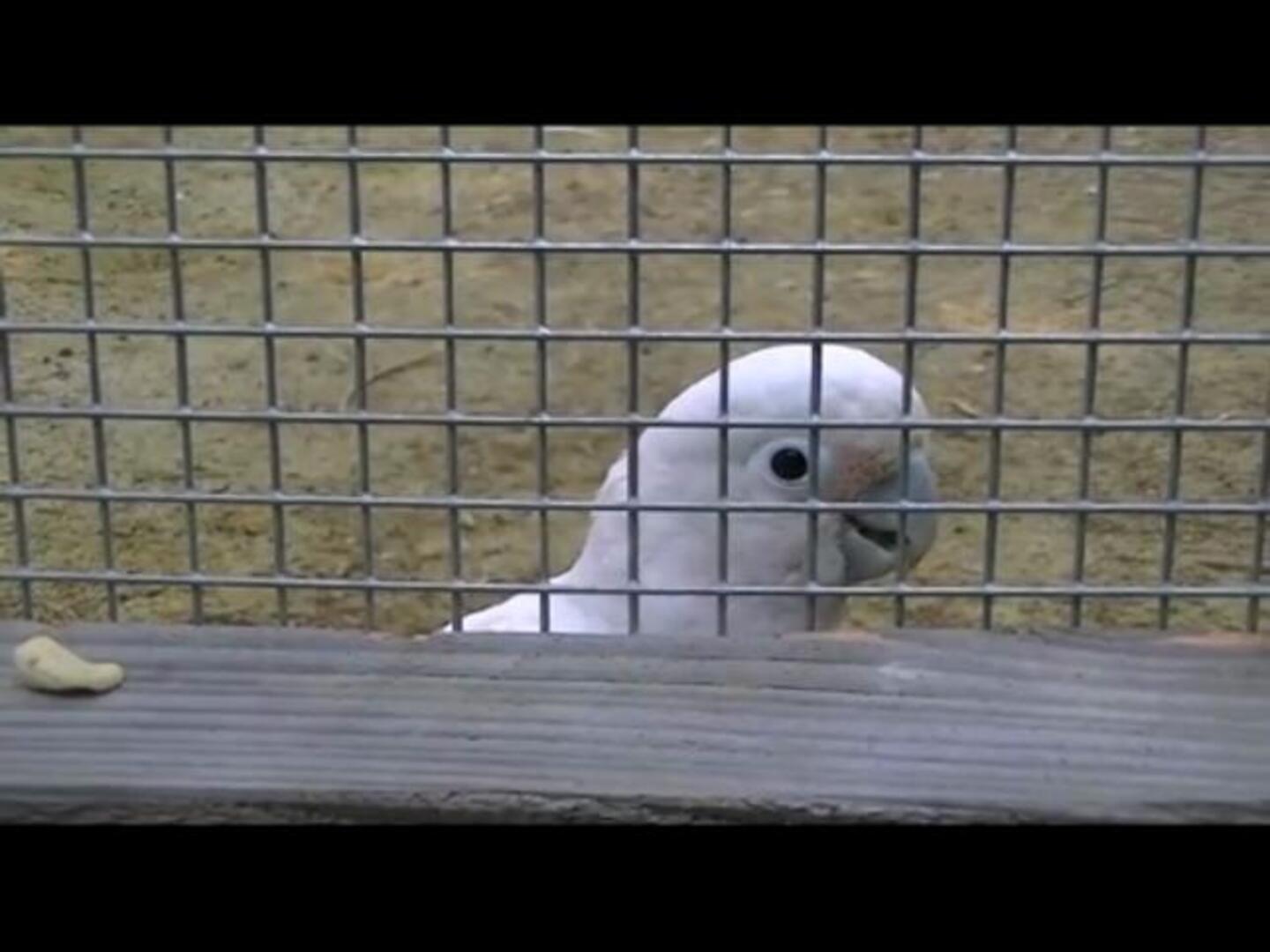 Una cacatúa capaz de hacer herramientas