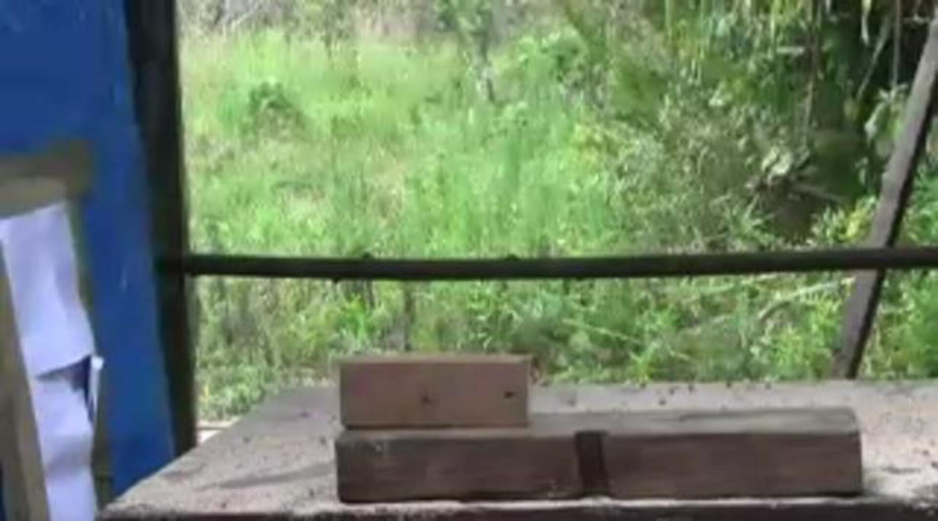 Cuervo de Nueva Caledonia, el pájaro de inteligencia casi humana