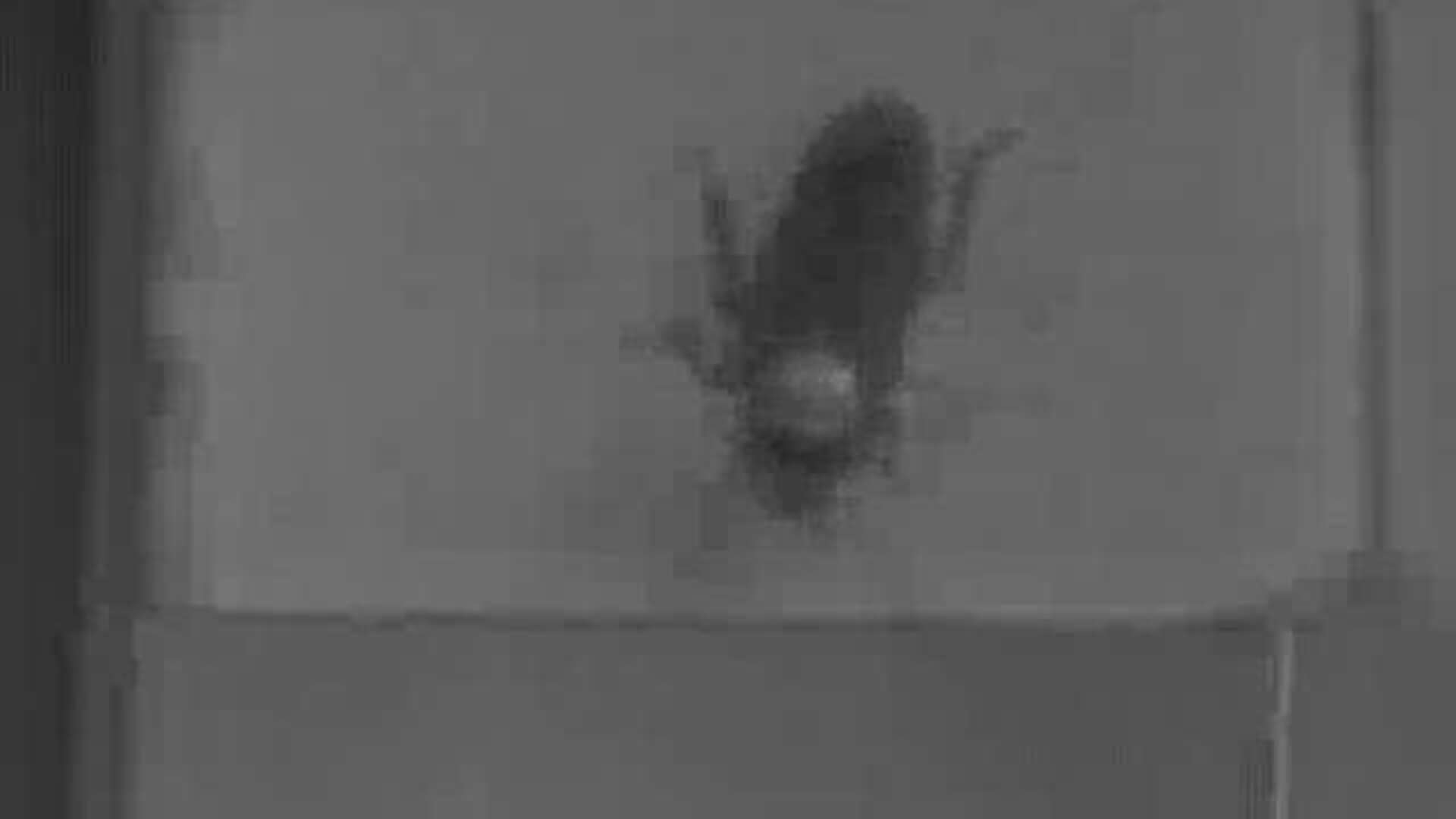 Por qué las cucarachas desaparecen antes del pisotón