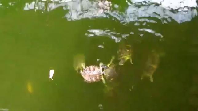 El ataque caníbal de una tortuga en el estanque de la estación de Atocha