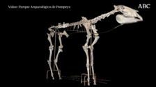 El esqueleto del caballo de Maiuri de Pompeya, modelo de restauración con las últimas tecnologías