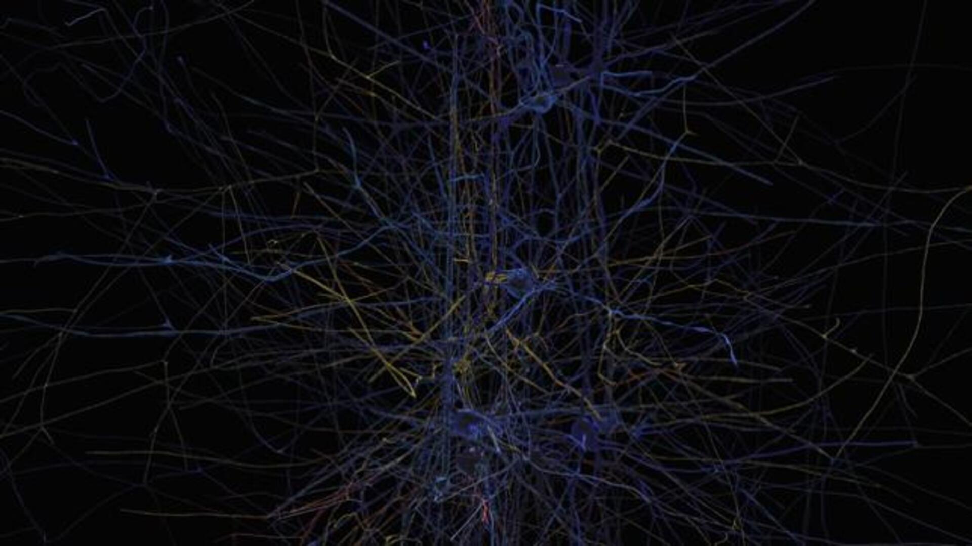 El cerebro humano, simulado con un superordenador en 2023