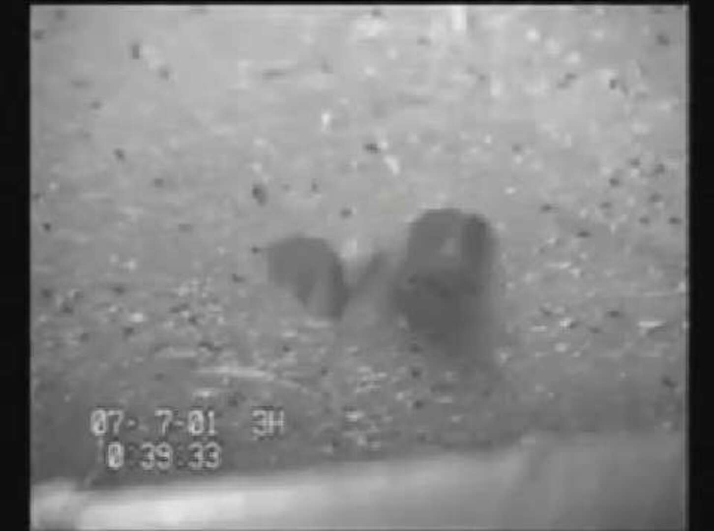 Los peligros del sexo ruidoso (si eres una mosca)