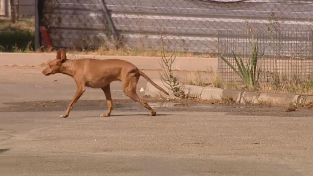 Los centros de acogida de animales, saturados por el abandono de perros y gatos