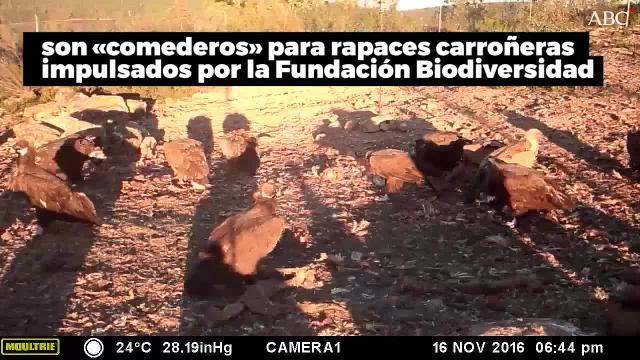 Ejemplares de buitre negro y leonado