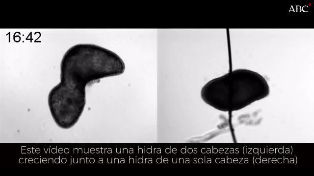 Vídeo: Hydra. la criatura indestructible