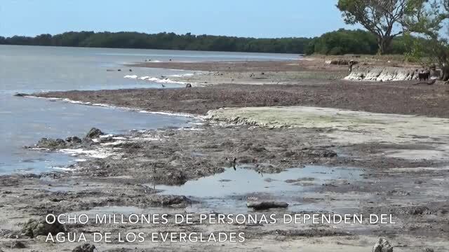 La subida del mar empieza a engullir los Everglades