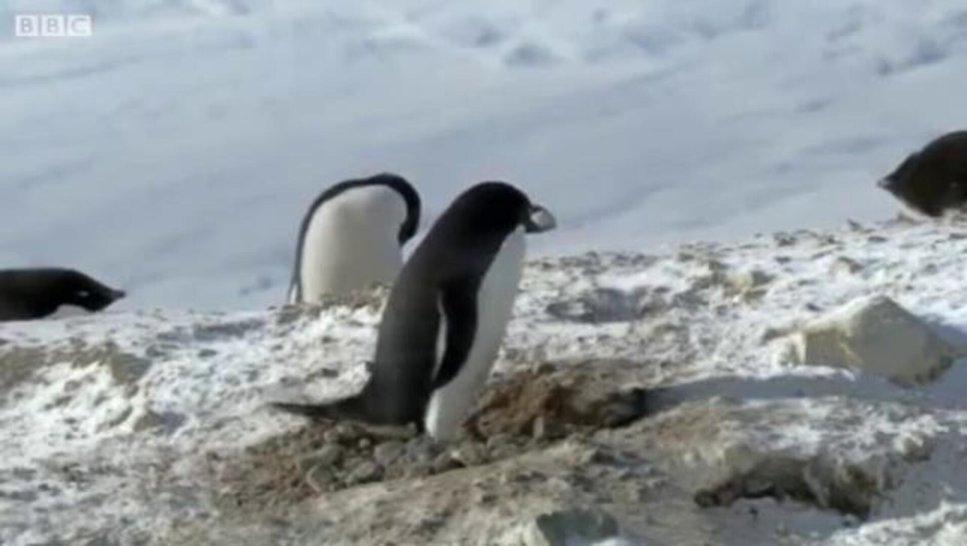 Un ladrón de traje blanco... y negro