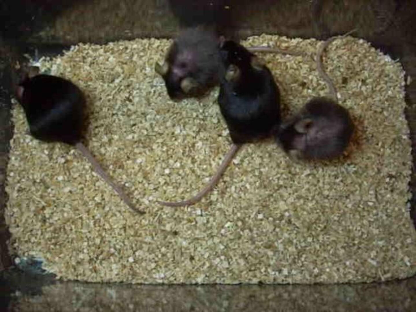 Confirmado, el ejercicio regular frena el envejecimiento