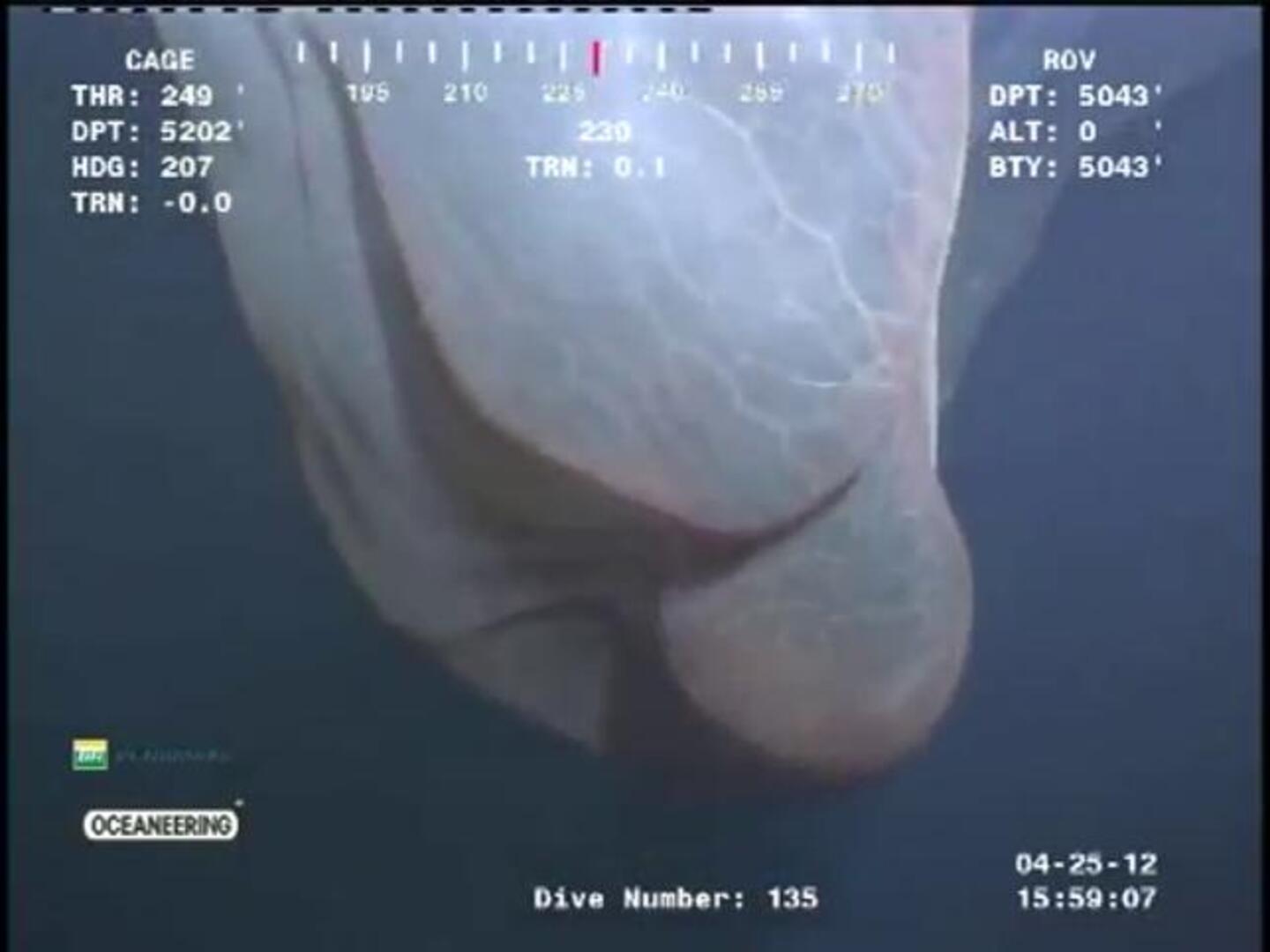 La extraña criatura de las profundidades