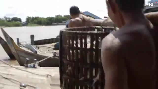 Vídeo: Carrefour deja de vender panga en España