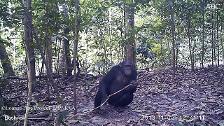 El hombre está acabando con la cultura y las tradiciones de los chimpancés