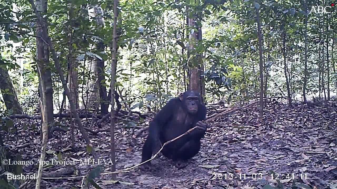 El impacto del ser humano altera las costumbres y comportamientos de los chimpancés