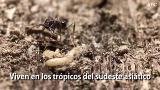 La hormiga que muerde 700 veces más rápido que un parpadeo