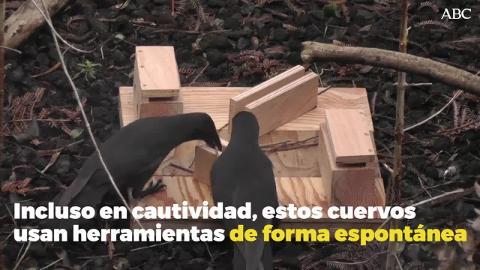 Un cuervo hawaiano cautivo (Alala) usa una herramienta de palo para extraer el alimento de un tronco de madera