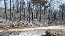 El incendio en Llutxent quema más de 2.600 hectáreas y afecta ya a 20 viviendas